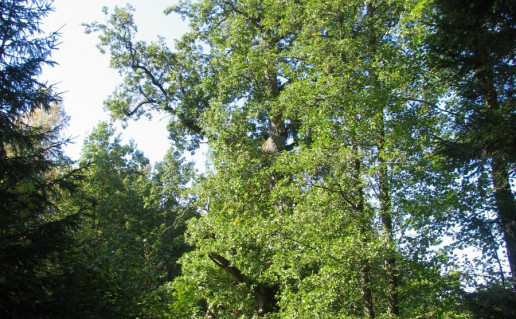 2_Jomantu azuolas (1).jpg